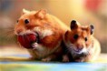 /album/galeria-de-fotos-hamster/transferir-8-jpg/